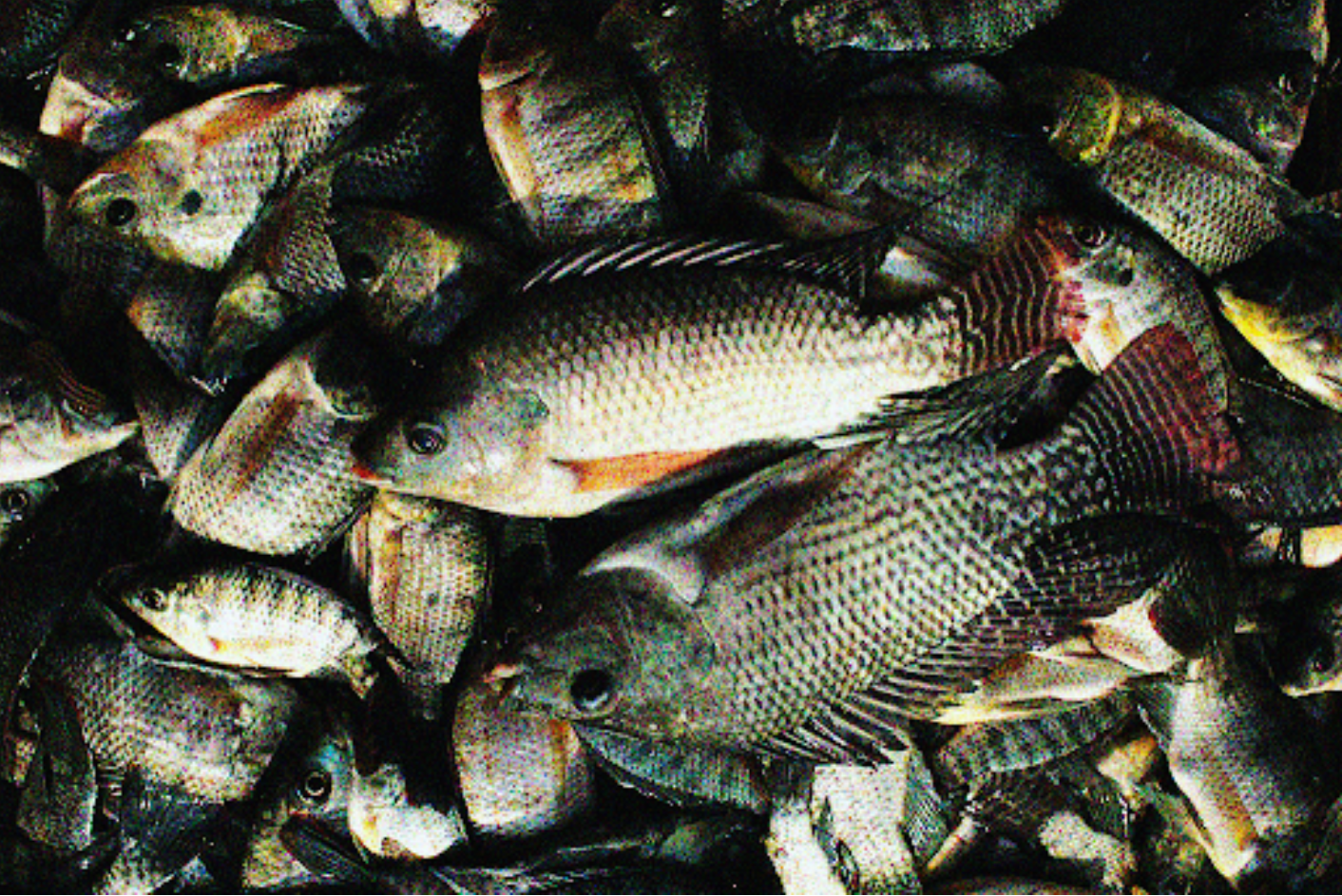 image5(1)_2.png