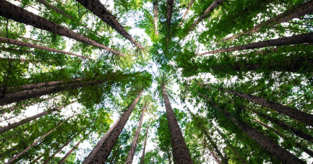 Become a Tree Hugger – They Can’t Run!