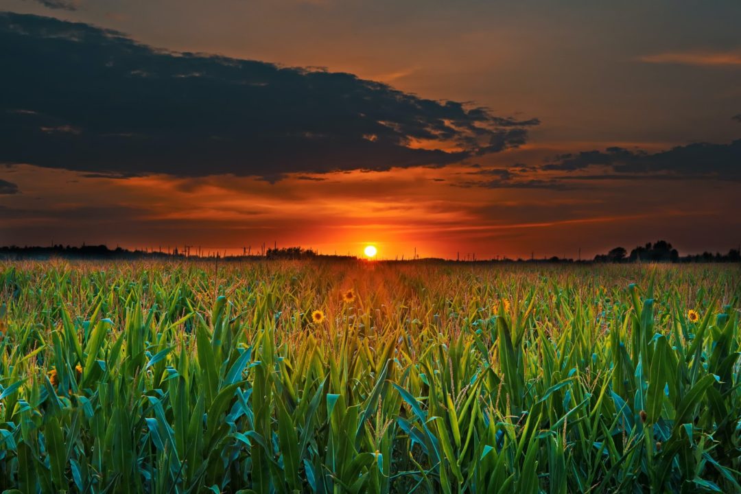 A New Beginning In Agriculture