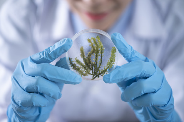 Josens Projects – Developing the Future of Superfoods
