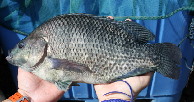 Fish For Wealth