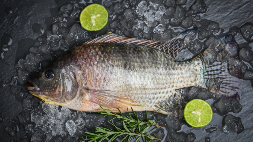Sarawak’s Tilapia Triumph